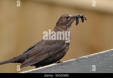 Ein weiblicher Blackbird sammelt nasse Blätter aus der Rinne, um Nest zu bauen, während der Saison im März, in der das Vogelnest gebaut wird. Stockfoto