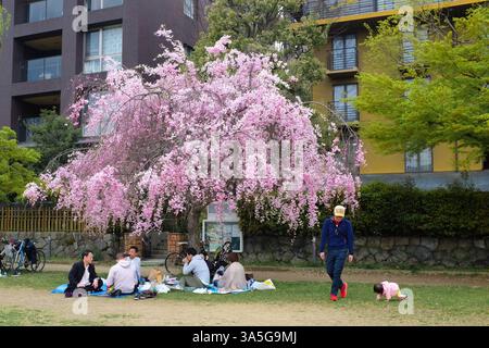 Die Menschen genießen ein Picknick unter einem rosafarbenen Kirschblütenbaum am Ufer des Kamogawa (Kamo-Fluss) in Kyoto, Japan. Stockfoto