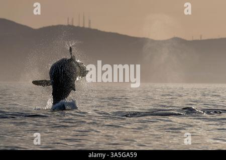 Ein Buckelwal bricht bei Sonnenuntergang vor der Küste von san jose del cabo baja california sur Stockfoto
