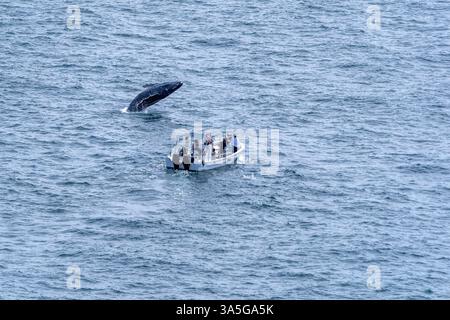 Ein Buckelwal, das in der Nähe eines Bootes im pazifischen Ozean vor der Küste von san jose del cabo baja california sur bricht Stockfoto