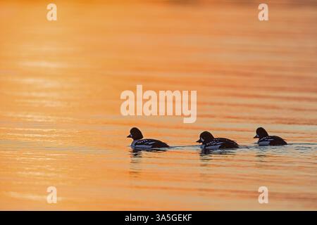 Barrows Golden-eye Stockfoto