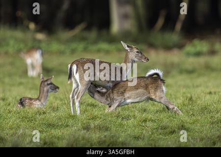 Damhirsch Stockfoto