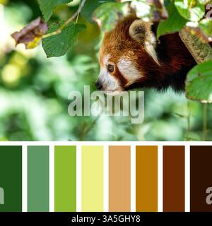 Roter Panda, auch bekannt als kleiner Panda, firefox oder Katzenbär, mit Laubhintergrund. Diese Kreatur ist im Himalaya und China heimisch. In A Stockfoto