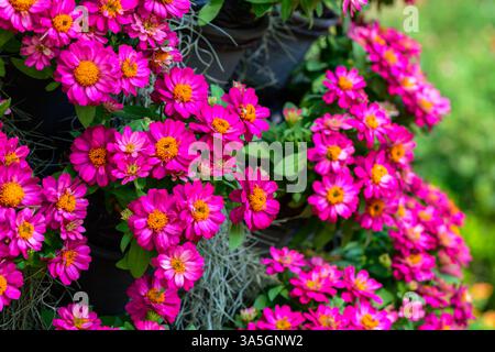 Rosa Zinnia Blütenknospen in Makroaufnahme. Profusion Kirschzinnien Blume im Garten, Blume Hintergrund Konzept. Stockfoto