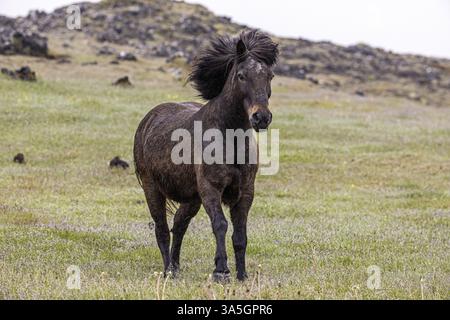 Islandpferd Stockfoto