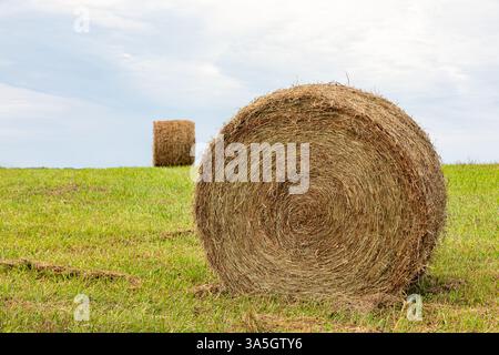Großer runder Heuballen sitzt nach dem Pressen auf dem Feld. Heuzucht, Tierfutter und Futtermittelproduktion. Stockfoto