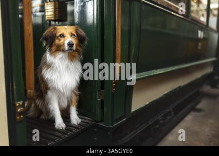 Australian-Shepherd-Border-Collie Stockfoto
