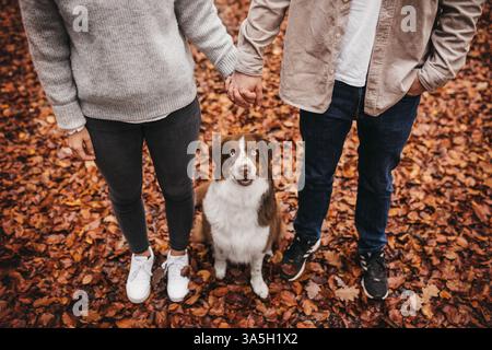 Red-Tri Australian Shepherd Stockfoto