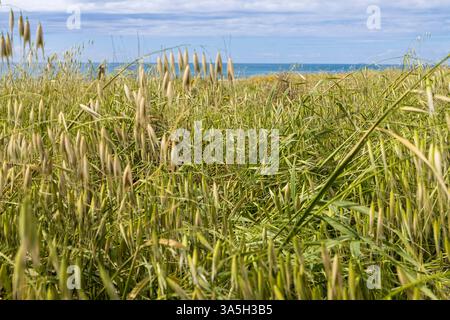 Hordeum murinum ist eine blühende Pflanzenart aus der Grasfamilie Poaceae, die allgemein als Mauergerste oder Falschgerste bekannt ist. Stockfoto