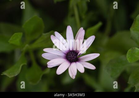 Makroaufnahme einer blühenden Gänseblümchen mit weißen und violetten Blüten, umgeben von grünem Laub in natürlichem Gartenlicht. Stockfoto