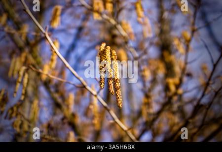 Aus nächster Nähe sehen Sie die gelben Blüten der gewöhnlichen Haselnuss (Corylus avellana) mit einem Hintergrund aus wirbelnden Haselzweigen und einem blauen Frühlingshimmel Stockfoto