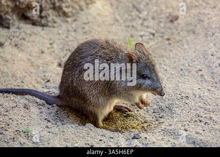 Das Langnasen-Potoroo (Potorous tridactylus) ist ein kleines, hüpfendes Säugetier, das in Wäldern und Sträuchern im Südosten Australiens und Tasmaniens beheimatet ist. Stockfoto