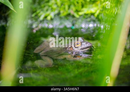 Der südliche Glockenfrosch (Litoria raniformis) im Wasser. Er ist eine Art von bodenbewohntem Baumfrosch, der im Südosten Australiens beheimatet ist. Stockfoto