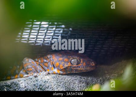 Der tokay Gecko (Gekko Gecko) ist ein nächtlicher Baumgecko aus der Gattung Gekko, den wahren Geckos. Sie ist in Asien und einigen pazifischen Inseln beheimatet. Stockfoto