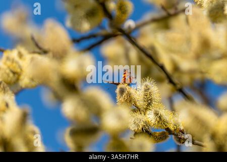 Ein Schmetterling sitzt auf einer gelben Blume. Die Blume ist von gelben Blättern umgeben. Der Schmetterling ist braun und orange Stockfoto