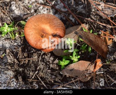 02/12/2025. Little Manatee River State Park, Wimauma, FL. Kiefernflachhölzer mit Sandsubstrat. Gefunden in einer Depression, wo einst eine Struktur war. Klein Stockfoto