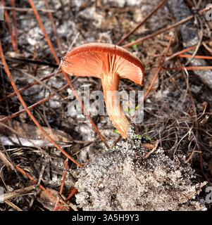 02/12/2025. Little Manatee River State Park, Wimauma, FL. Kiefernflachhölzer mit Sandsubstrat. Gefunden in einer Depression, wo einst eine Struktur war. Klein Stockfoto