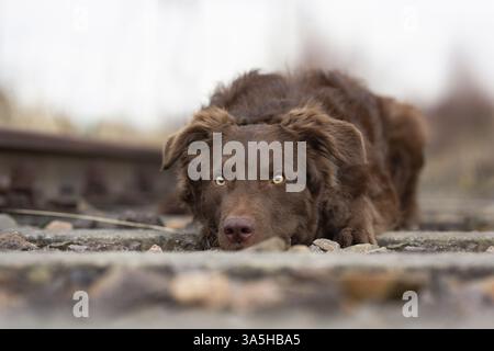 Alte deutsche Hüte Schäferhund südliche Art Stockfoto