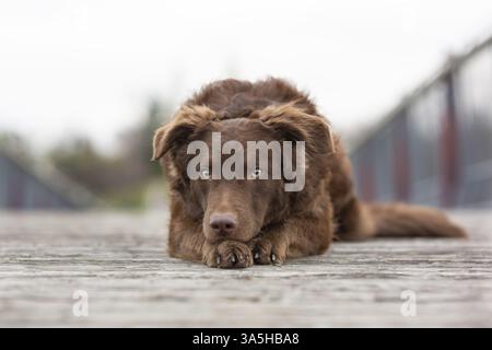 Alte deutsche Hüte Schäferhund südliche Art Stockfoto