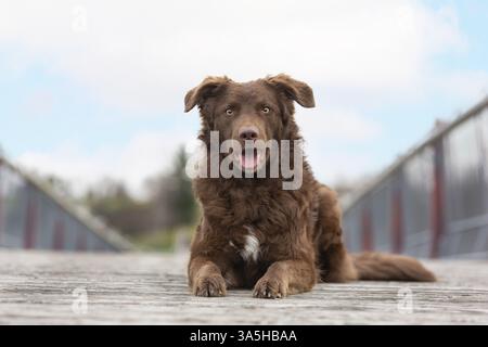 Alte deutsche Hüte Schäferhund südliche Art Stockfoto