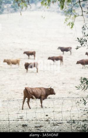 Kühe auf Milchviehbetrieb. Braune Kühe hinter Zaun Stockfoto