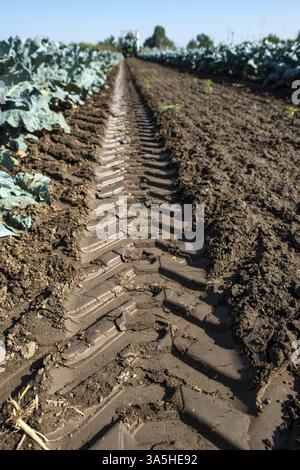 Traktor in Brokkoli Ackerland. Große Brokkoli Plantage. Konzept für wachsende Brokkoli. Sonnigen Tag. Spuren von traktorreifen Stockfoto