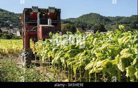 Ernte von Tabakblättern mit dem Erntemaschine. Tabakplantage. Tabakanbau im industriellen Bereich. Sonnenlicht Stockfoto