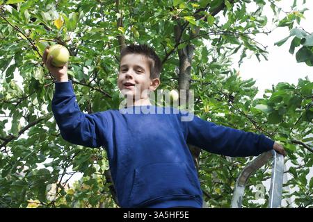 Kinder wählen aus grünem Apfel auf einem Baum Stockfoto