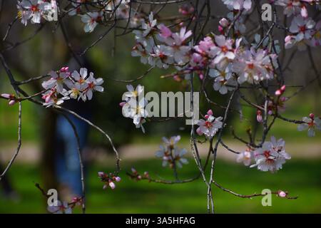 Srinagar, Indien. März 2025. Weiße Mandelblüten werden im frühen Frühjahr im Badawari-Garten gesehen, der Garten ist sehr beliebt am Ende des Winters und Anfang des Frühlings, wenn Tausende von Mandelbäumen blühen. Am 21. März 2025 in Srinagar, Indien. (Foto: Umer Qadir/ Credit: Eyepix Group/Alamy Live News Stockfoto
