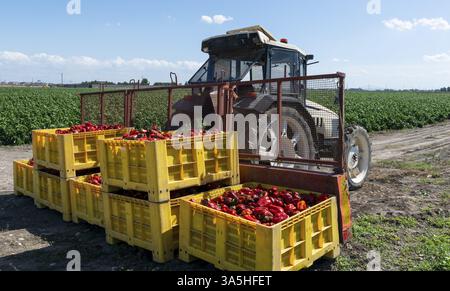 Reifen Sie große rote Paprika auf dem Traktor in einem Bauernhof aus. Close-up Paprika und landwirtschaftliche Flächen Stockfoto
