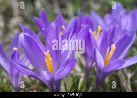Blauen Krokus auf Sonnenlicht hautnah. Violette Farben Stockfoto
