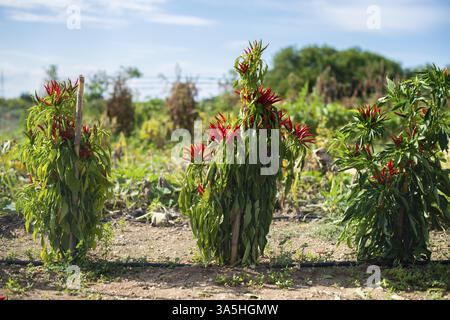 Kleine rote Peperoni im Bush. Sonnenlicht. Kleiner Garten mit Peperoni. Viele reife rote heiße Sorte Paprika. Landwirtschaft Konzept. Würzig und heiße Konzept. Stockfoto