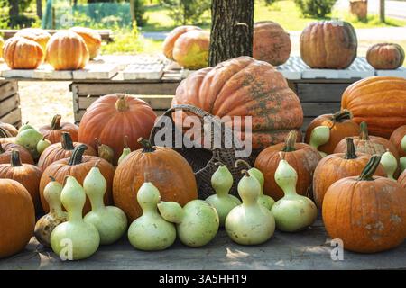 Es gibt viele Kürbisse auf dem Markt. Verschiedene Arten von Kürbissen auf Holztisch angeordnet. Kürbishintergrund. Halloween-Grafikressourcen Stockfoto
