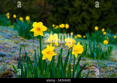 Gelbe Narzissen im Frühling Stockfoto