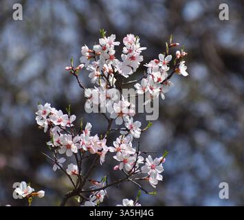 Srinagar, Indien. März 2025. Weiße Mandelblüten werden im frühen Frühjahr im Badawari-Garten gesehen, der Garten ist sehr beliebt am Ende des Winters und Anfang des Frühlings, wenn Tausende von Mandelbäumen blühen. Am 21. März 2025 in Srinagar, Indien. (Foto: Umer Qadir/Eyepix Group/SIPA USA) Credit: SIPA USA/Alamy Live News Stockfoto