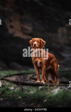 Nova Scotia Duck Tolling Retriever Stockfoto