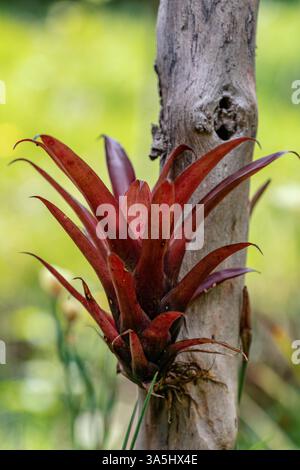 Tillandsia fendleri, blühende Pflanzenart der Familie Bromeliaceae mit stacheligen weinroten Blättern, die am Baumstamm wachsen. Guasca Cundinamarca depar Stockfoto