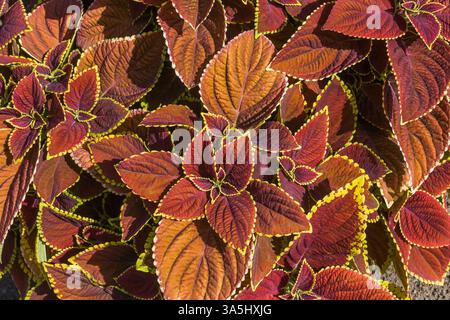 Nahaufnahme von bronzefarbenen und gelben Solenostemon - Coleus-Blättern im Sommer. Stockfoto
