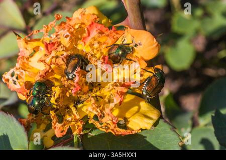 Nahaufnahme von Popillia japonica - Japanischer Käfer, der im Sommer die Blütenblätter einer Rosa-Rosenblüte isst. Stockfoto