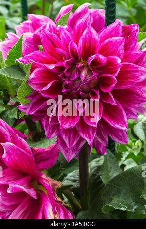 Nahaufnahme des wunderschönen und spektakulär aussehenden Dahlia 'Meiro' Blumenkopfes im Sommer. Stockfoto