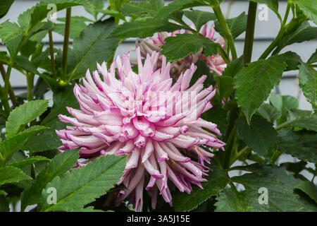 Nahaufnahme von Dahlia 'Leila Savanna Rose' im Sommer. Stockfoto