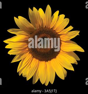 Große Sonnenblume auf schwarzem Hintergrund Stockfoto