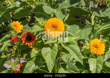 Helianthus annuus 'Teddy Bear' - Sonnenblumen im Spätsommer. Stockfoto