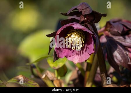 Dunkelviolett-harter Hybrid-Helleborus, Helleborus x orientalis, blüht im Spätwinter und frühen Frühling. Violette Helleore-Blüte. Stockfoto