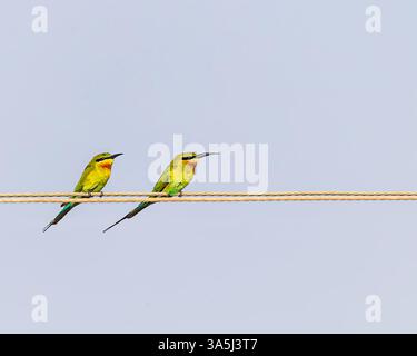 Zwei Blauschwanzbienen fressen an einem Draht Stockfoto
