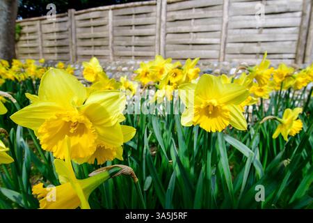 Narzissen wachsen am Rande einer Küstenstraße im Frühjahr 2025 West Sussex, Südengland Stockfoto