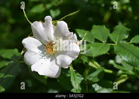 Weiße Hagebuttenblüte mit weichen Blütenblättern, umgeben von dunkelgrünen Blättern, in einer natürlichen Umgebung. Gelbliche Staubblätter sind in der Mitte der Flotte sichtbar Stockfoto