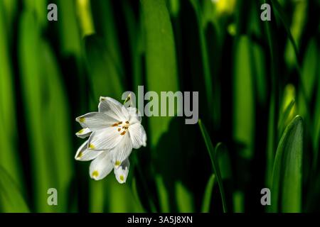 Sommerschneefloke, Leucojum vernum, auch bekannt als Frühlings- oder Sommerschneeflocke Stockfoto
