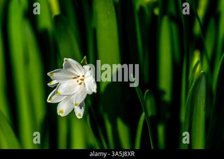 Sommerschneefloke, Leucojum vernum, auch bekannt als Frühlings- oder Sommerschneeflocke Stockfoto