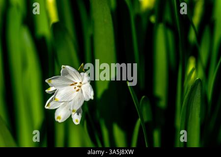 Sommerschneefloke, Leucojum vernum, auch bekannt als Frühlings- oder Sommerschneeflocke Stockfoto